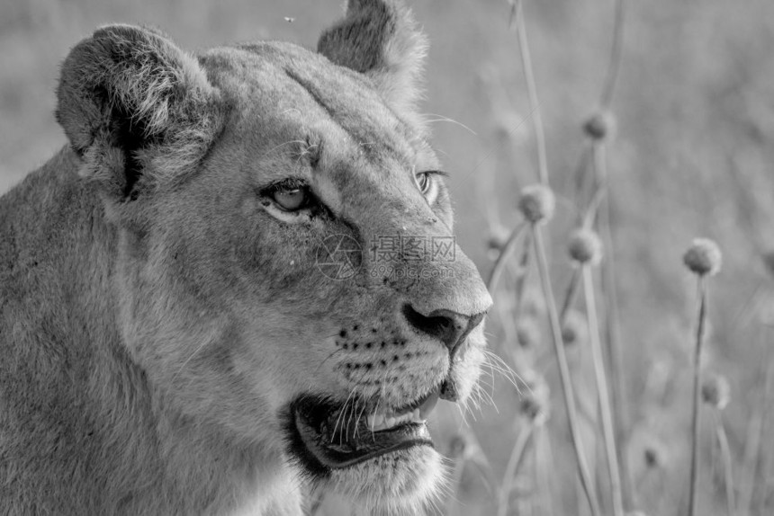 一只黑白狮子在博茨瓦纳乔贝公园的侧面简介图片