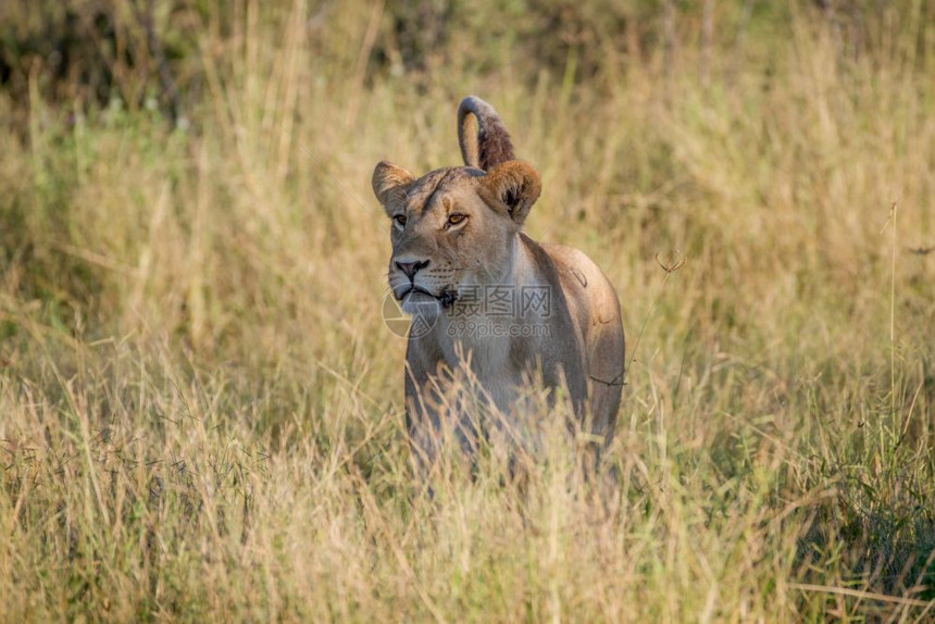 狮子站在博茨瓦纳乔贝公园的草原上图片