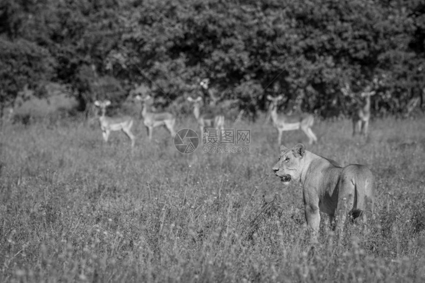 在博茨瓦纳Chobe公园狮子站在黑白斑马的前面图片