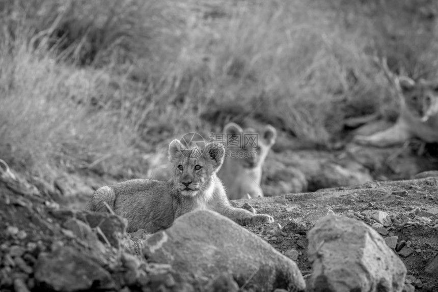 狮子幼崽躺在南非皮拉内斯贝格公园黑白的岩石河床上图片