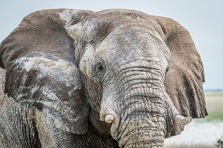 纳米比亚伊托沙公园一只大象牛的近距离靠图片