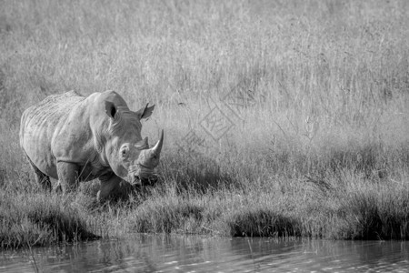 白犀牛站在南非黑白水边图片