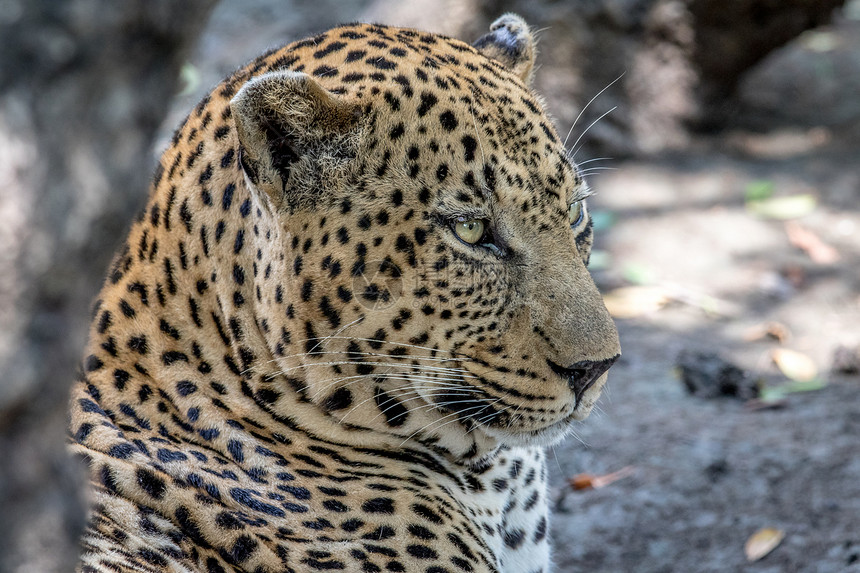 南非克鲁格公园男豹的侧面简介图片