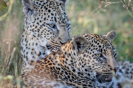 豹子在南非克鲁格公园培养另一只豹子图片
