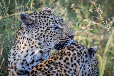 豹子在南非克鲁格公园培养另一只豹子游猎高清图片素材