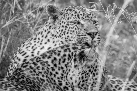 豹子在南非克鲁格公园培养另一只黑白豹子图片