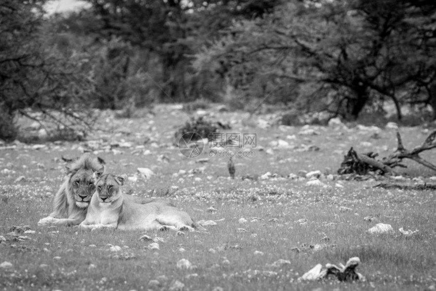 在纳米比亚Etosha公园黑白的草地上配对一狮子图片