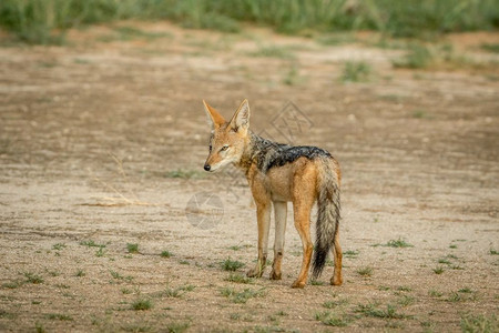 黑头狼回望在南非卡拉加迪横越边境公园图片