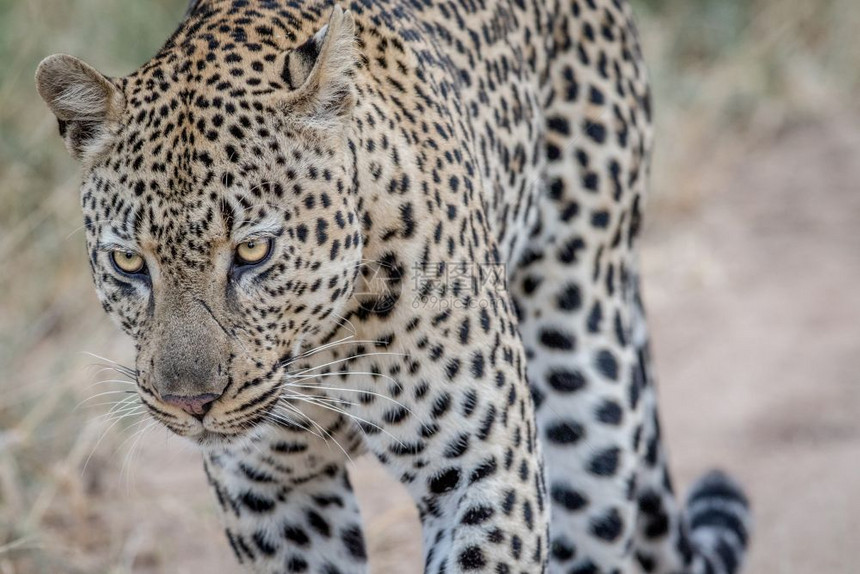 南非克鲁格公园一头雄豹的侧面简介图片