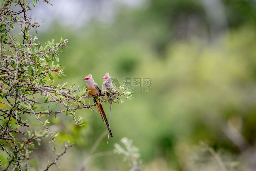 两只红脸鼠鸟坐在南非克鲁格公园的一个分支上图片