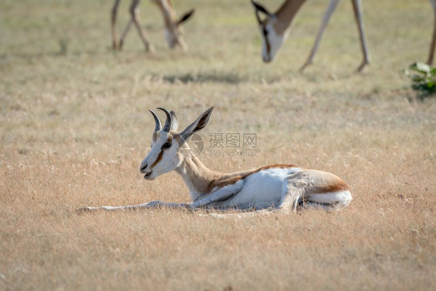 Springbok躺在南非卡拉加迪跨边界公园的草地上图片