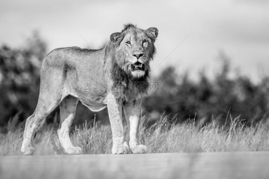 年轻的男狮子在南非克鲁格公园中黑白相望图片