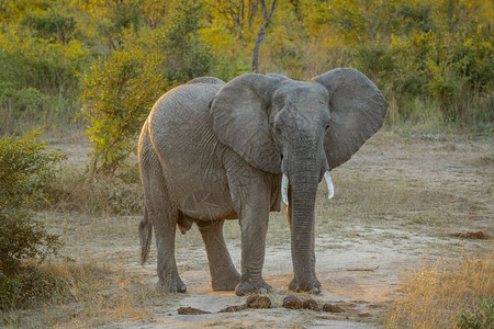 南非克鲁格公园大象主演图片
