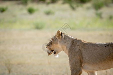 在南非卡拉加迪横越边境公园的嘴里带着一只豹状乌龟的狮子图片