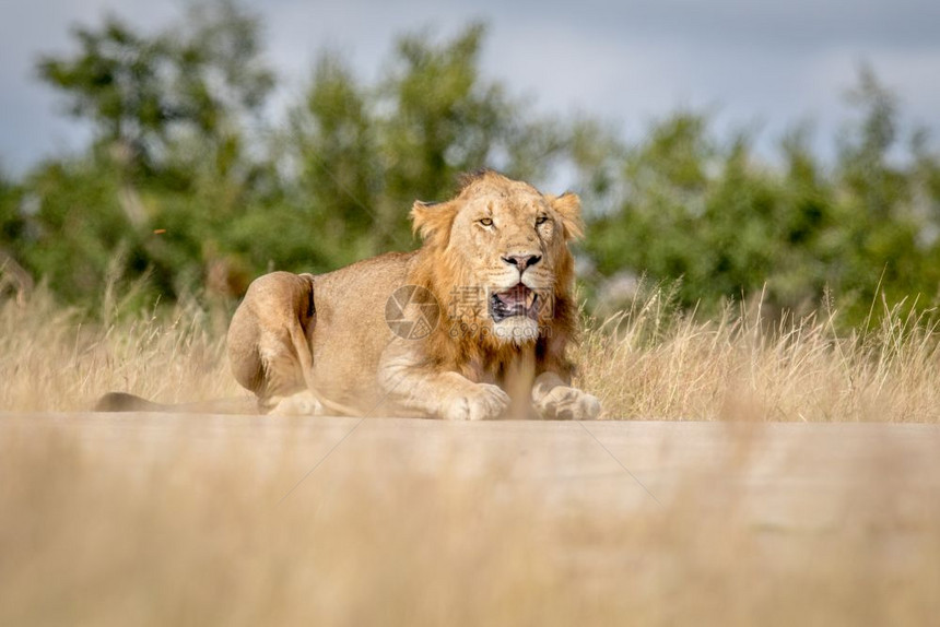 年轻的雄狮子在南非克鲁格公园躺下并寻找图片