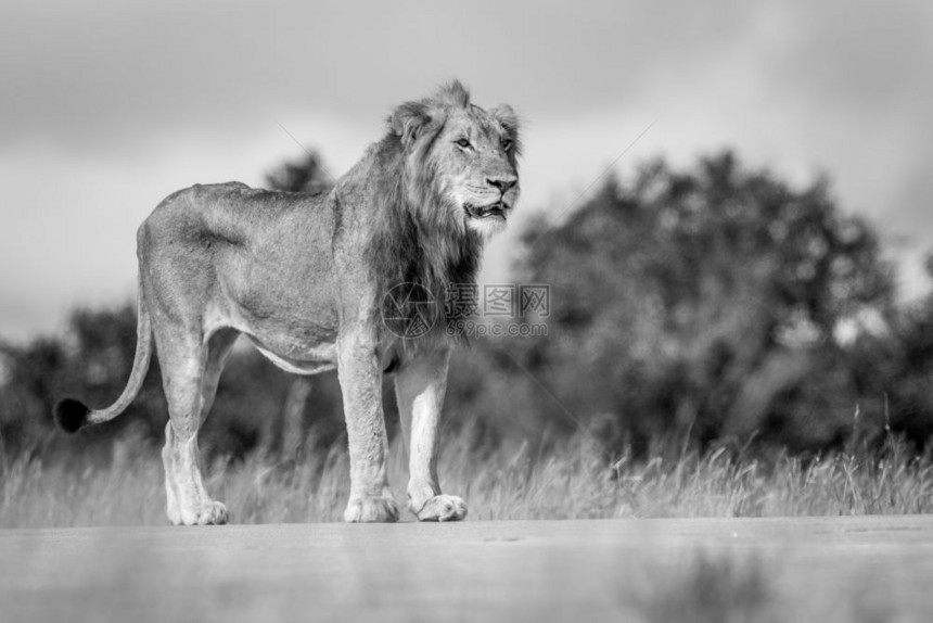 在南非克鲁格公园年轻男狮子站立图片