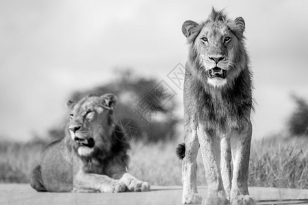 在南非克鲁格公园两名黑人和白的年轻男狮子兄弟图片