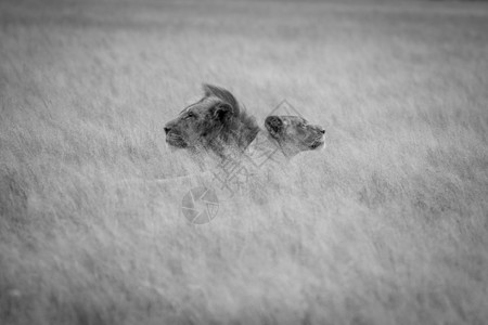 在博茨瓦纳中部卡拉哈里的黑白高草上躺着的狮子交配情侣图片
