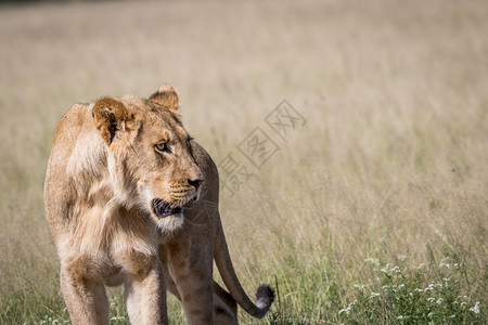 博茨瓦纳中部卡拉哈里草地上咆哮的狮子图片