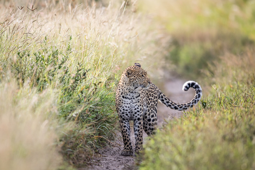 豹子在博茨瓦纳中Khalahari的一条道路上站立图片