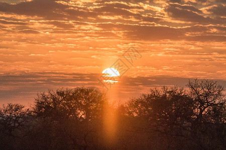 南非克鲁格公园的非洲日落图片
