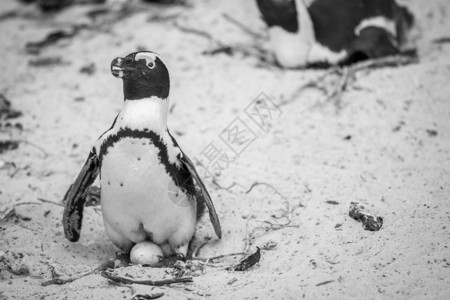 黑色沙子非洲企鹅坐在沙子中的鸡蛋上黑白南非背景