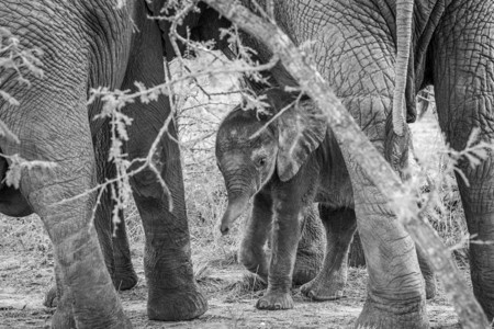 在南非卡帕马比赛保留地母亲两腿之间一只小象大的黑白照片图片