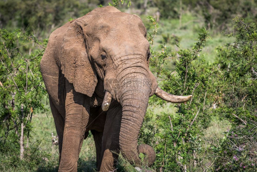 在南非克鲁格公园吃着一头非洲大象图片