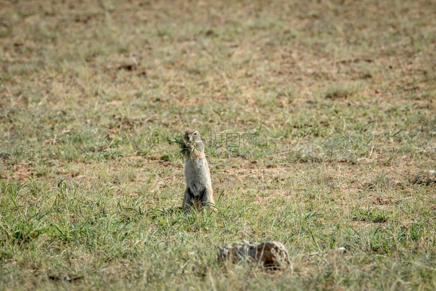 当地松鼠在南非卡拉加迪跨界公园吃草图片