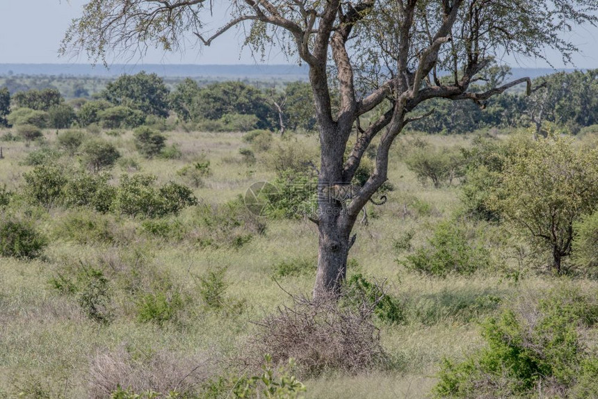 豹子坐在南非克鲁格公园的一棵树上图片