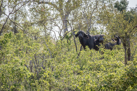 南非克鲁格公园灌木丛中的非洲水牛高清图片