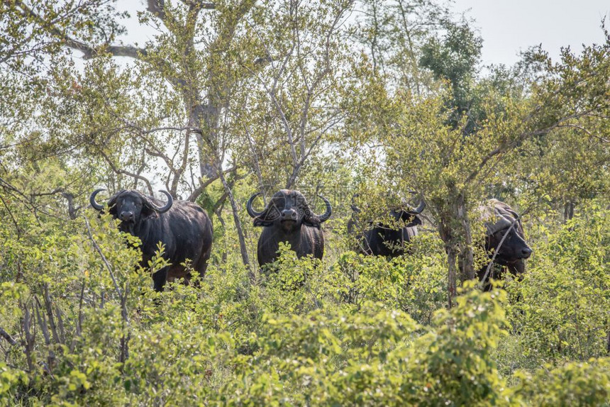 南非克鲁格公园灌木丛中的非洲水牛图片