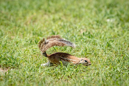 南非卡拉加迪跨界公园的草地上跑来去的松鼠图片