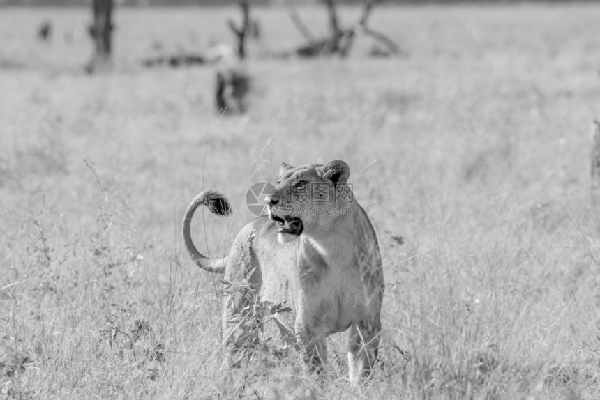 身处博茨瓦纳乔贝公园黑白高草地的狮子图片