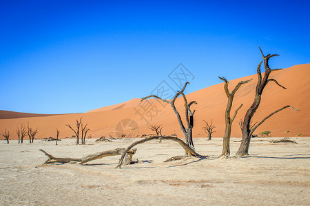 死树在纳米比亚索苏夫莱的死树中高清图片