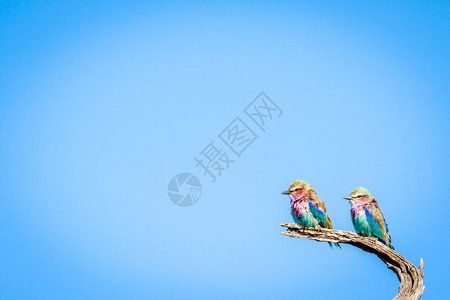 三只鸟坐在博茨瓦纳乔贝公园的一个分支上背景