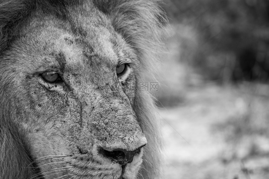 在南非克鲁格公园黑白狮子主演图片