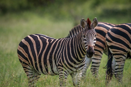 Zebra以南非克鲁格公园的摄像头为主图片