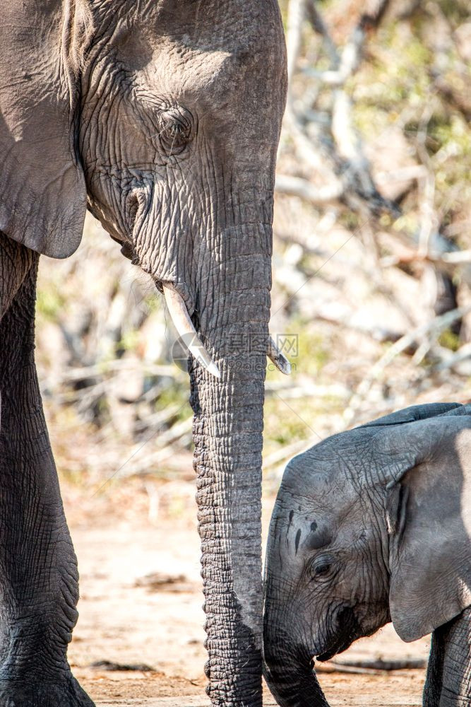 在南非克鲁格公园里婴儿大象和母亲有联系图片