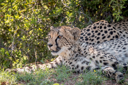 Cheetah在南非的Welgevonden游戏保留地躺下并主演图片