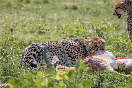南非韦尔格沃登野生动物保护区猎豹正在捕食黑斑羚高清图片