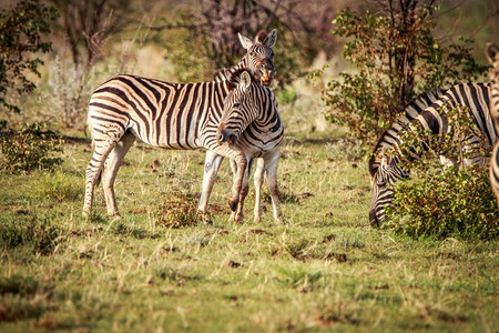 纳米比亚Etosha公园的两条斑马连结图片