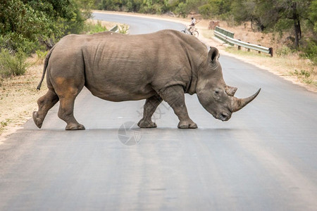 白犀牛穿越南非克鲁格公园的路图片