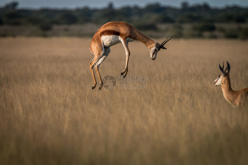Springbok在博茨瓦纳中部卡拉哈里高原草地中摇欲坠图片