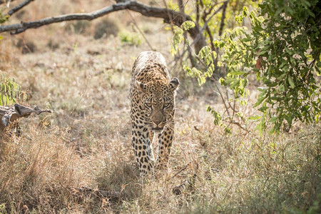 豹子走近南非克鲁格公园的摄像头背景图片