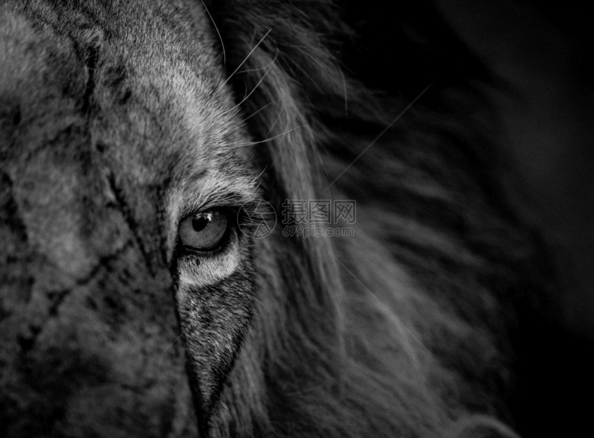 南非克鲁格公园的黑白狮子眼图片