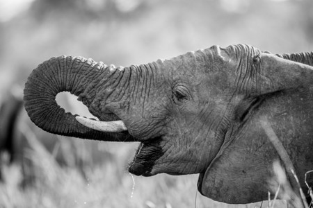 大象在南非克鲁格公园喝黑白大象图片