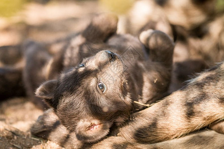 南非克鲁格公园的斑点土狼小狗图片
