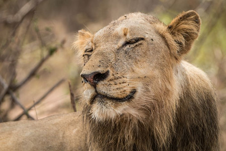 在南非克鲁格公园微笑狮子图片