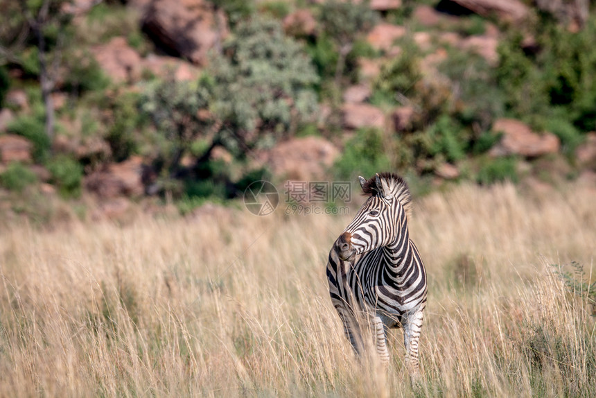 斑马站在南非Welgevonden游戏保留地的高草上图片